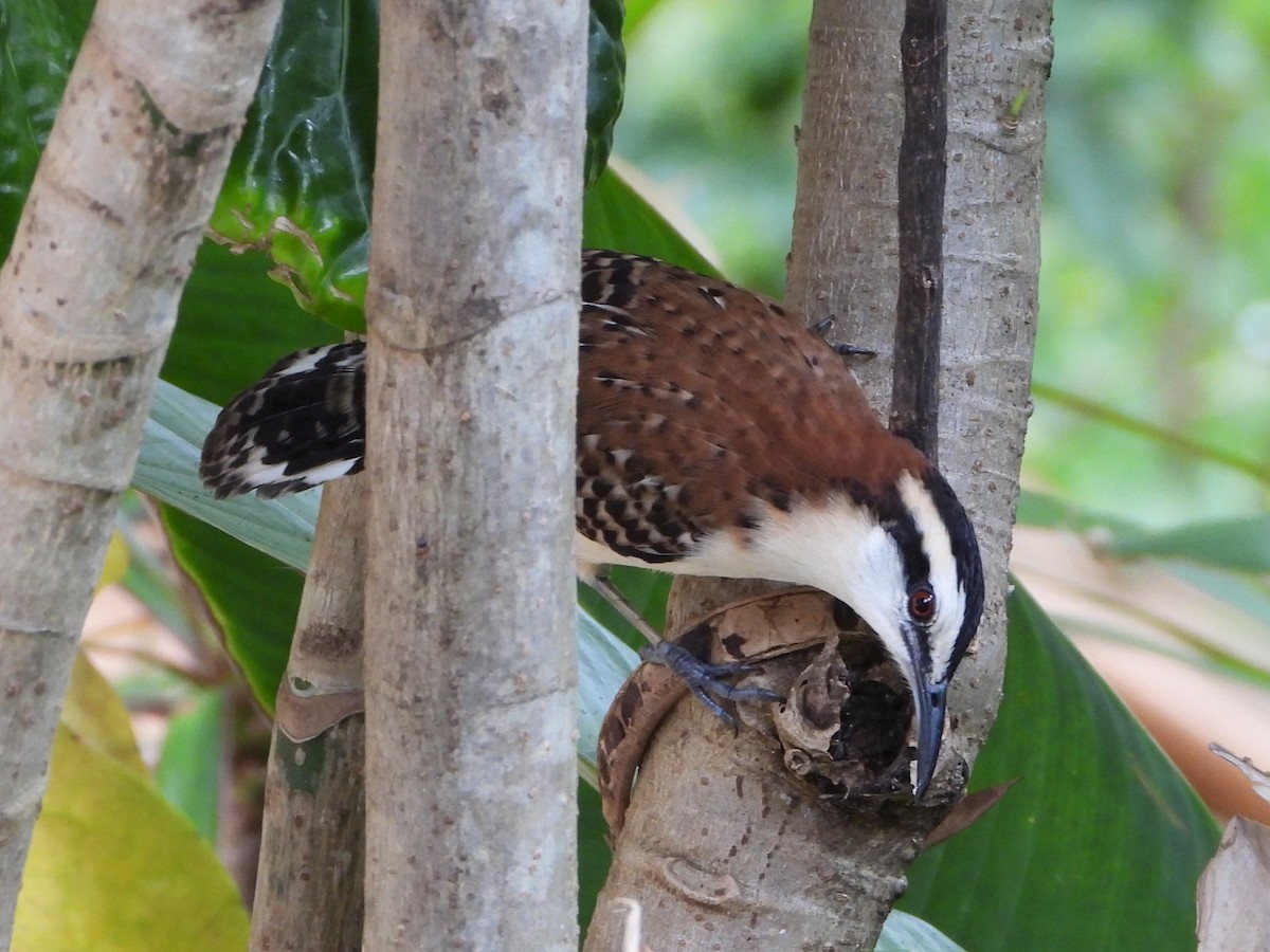 Rufous-backed Wren - ML645059199