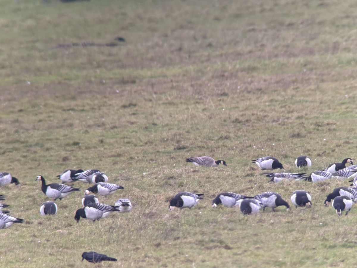 Cackling Goose (Richardson's) - ML645059207