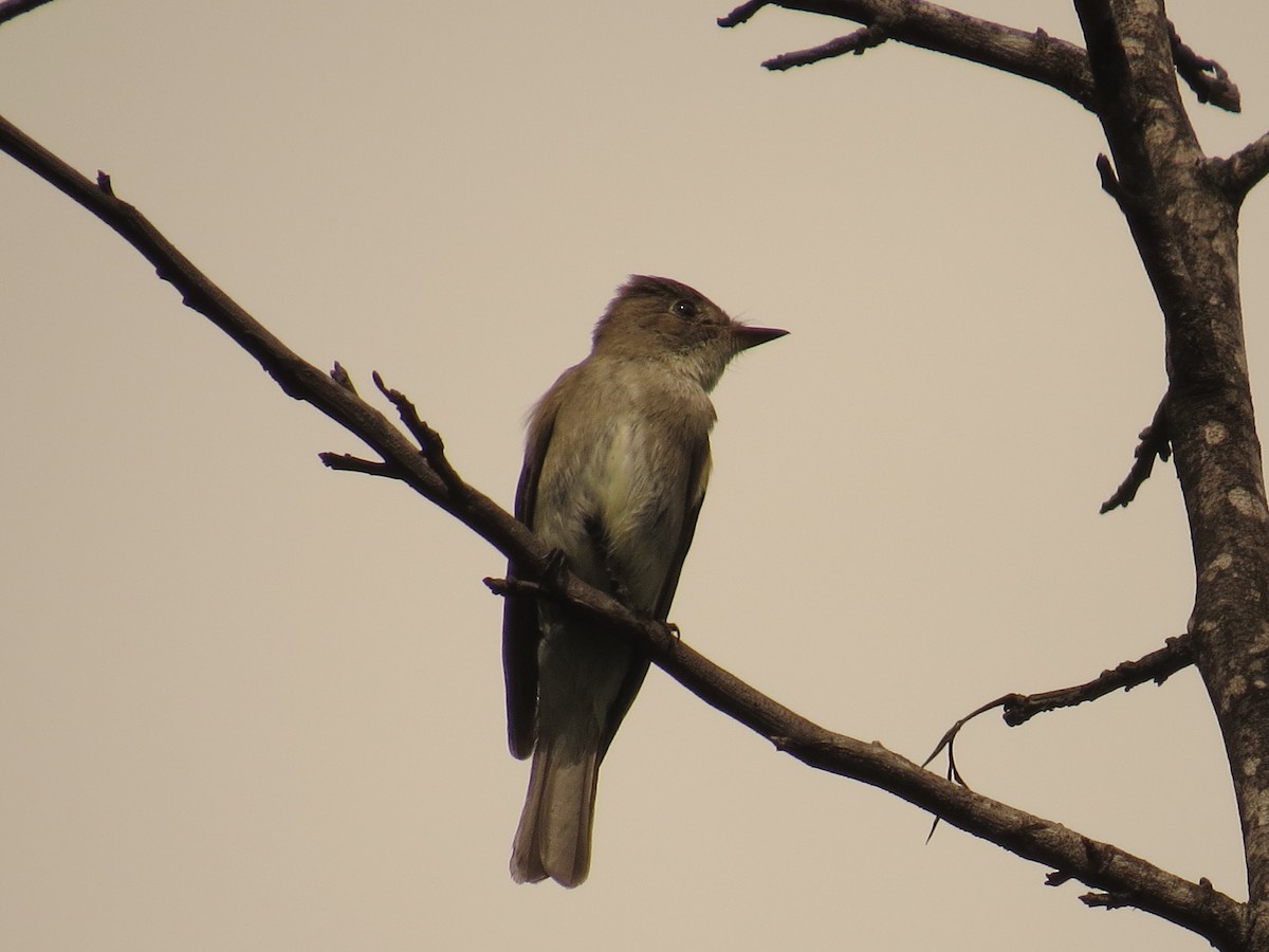 Western Wood-Pewee - ML645059213