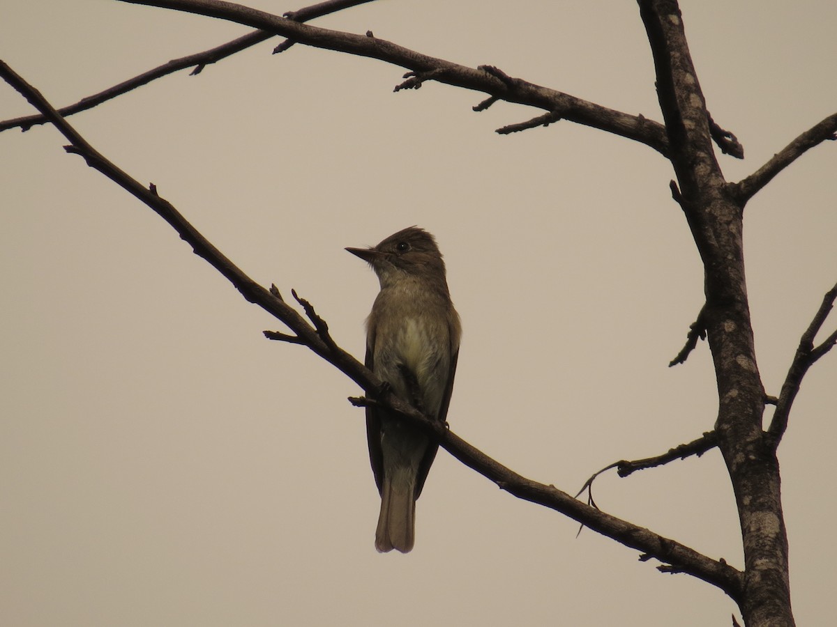 Western Wood-Pewee - ML645059214