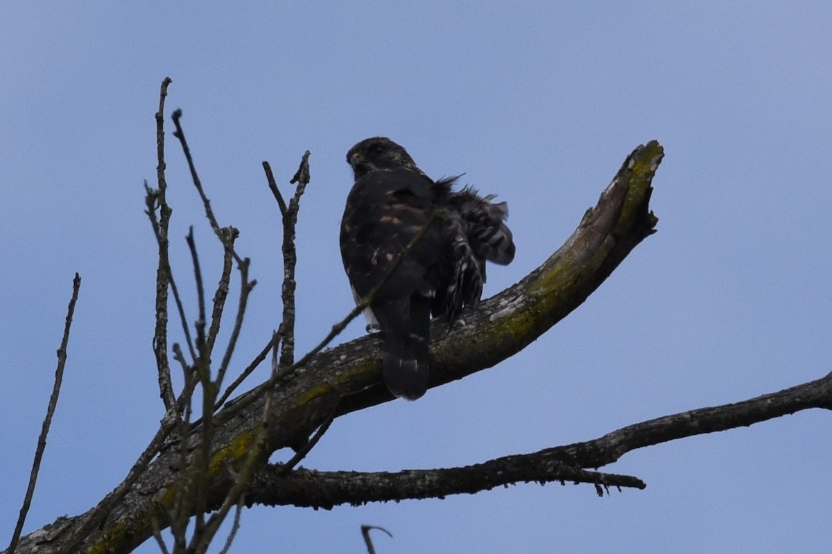 káně bělokostřečná - ML645059215