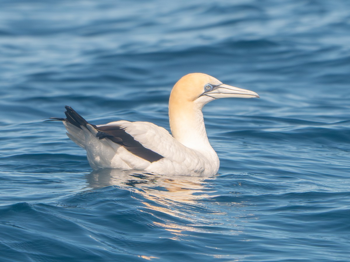 Avustralya Sümsüğü - ML645059228