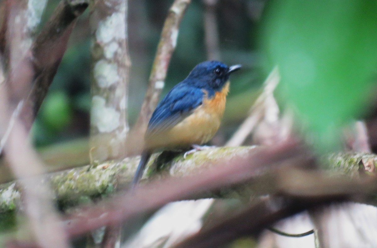 Sulawesi Blue Flycatcher (Sulawesi) - ML645059229