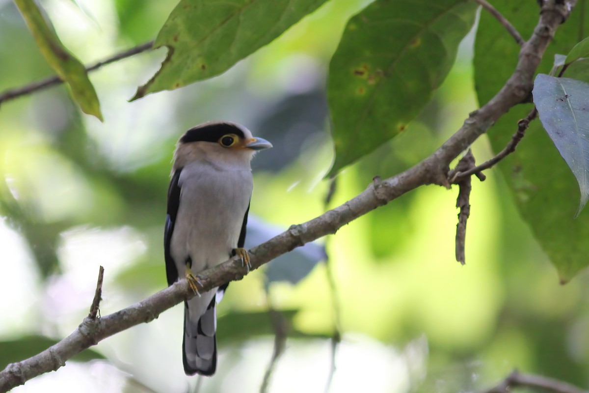Рогодзьоб синьокрилий - ML645059233