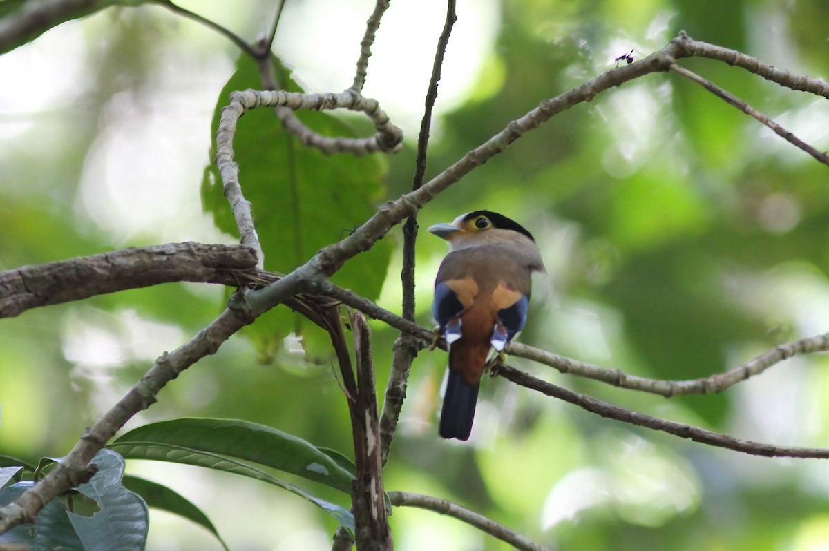 Рогодзьоб синьокрилий - ML645059234