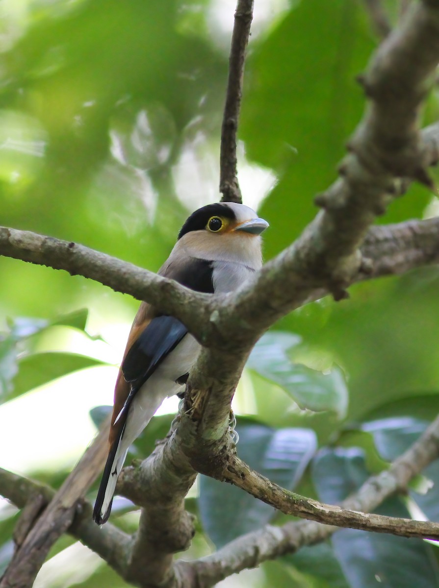 Рогодзьоб синьокрилий - ML645059235