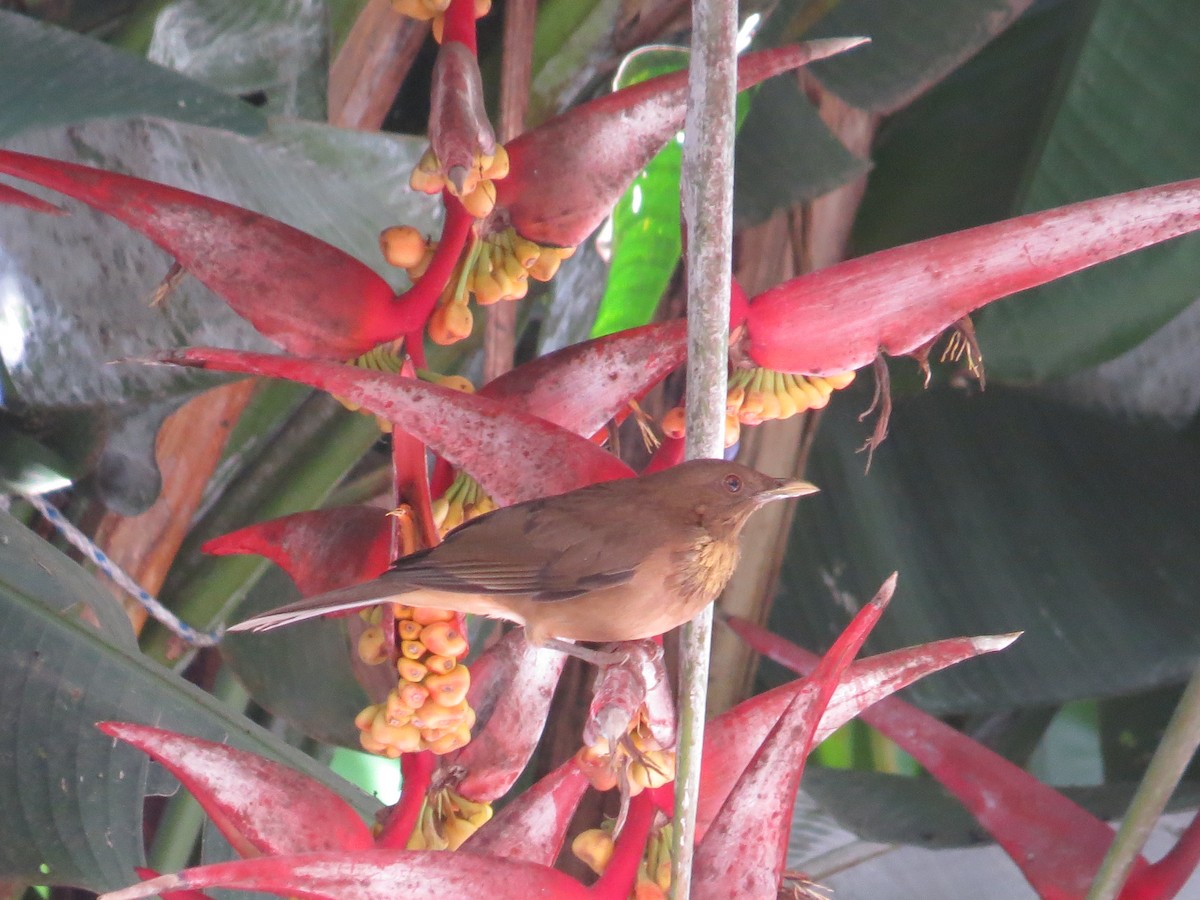 Merle fauve - ML645059239