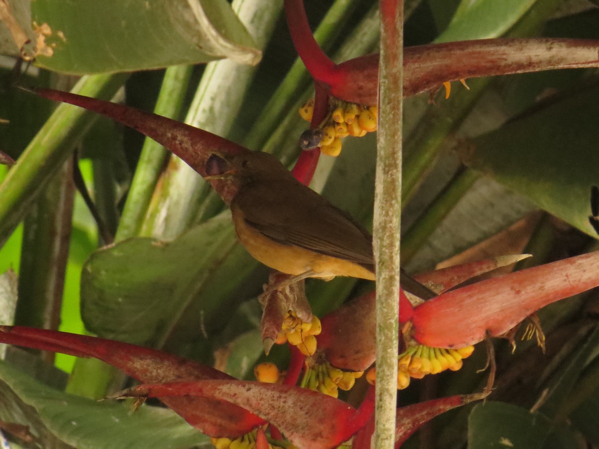 Merle fauve - ML645059241