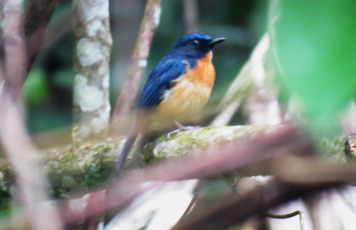 Sulawesi Blue Flycatcher (Sulawesi) - ML645059245