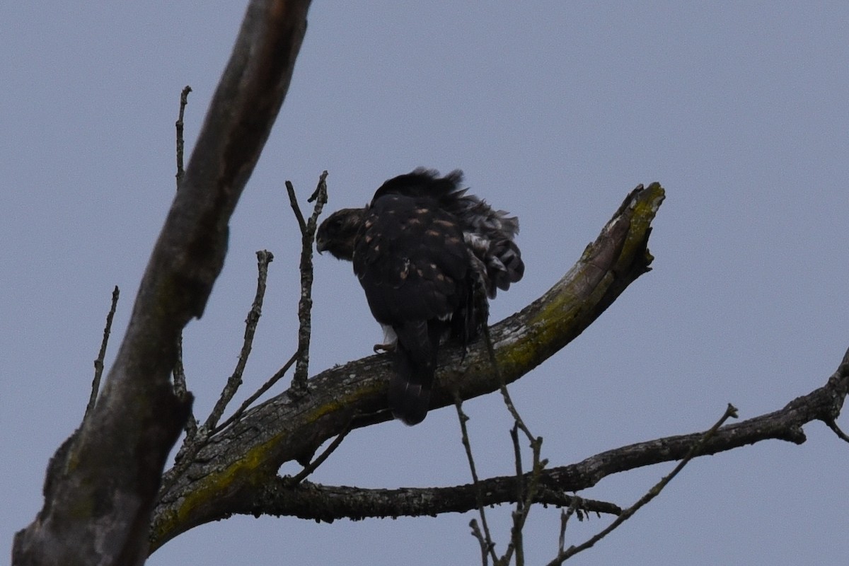 káně bělokostřečná - ML645059251