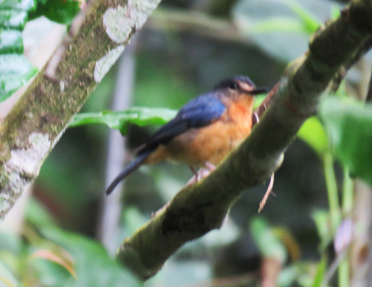 Sulawesi Blue Flycatcher (Sulawesi) - ML645059252