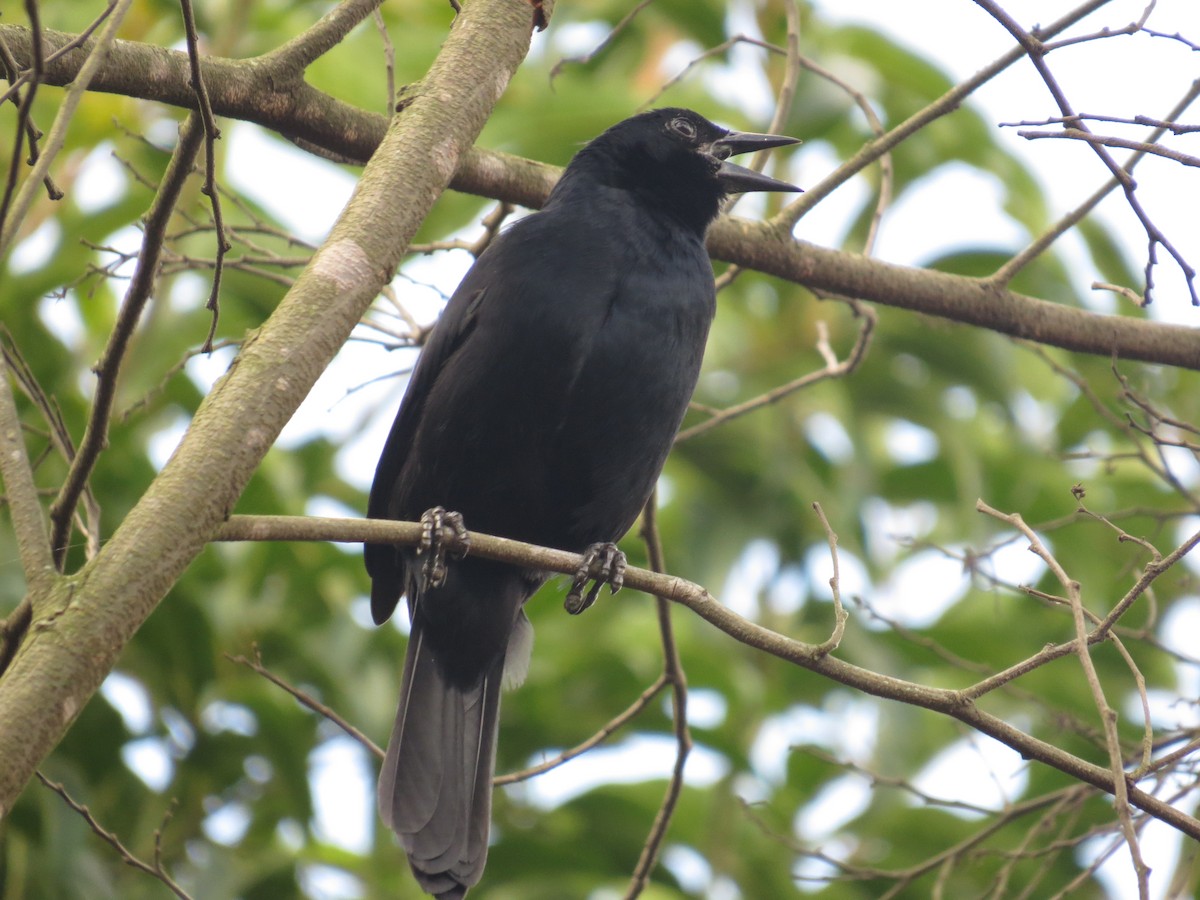 Melodious Blackbird - ML645059265