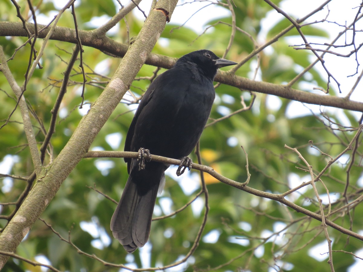 Melodious Blackbird - ML645059266