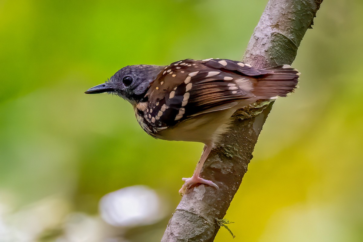 Spot-backed Antbird - ML645059282