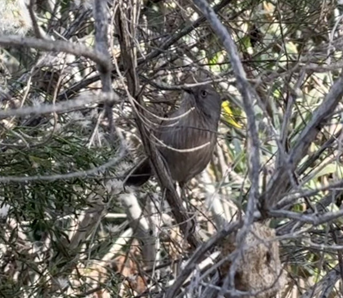 Wrentit - ML645059307