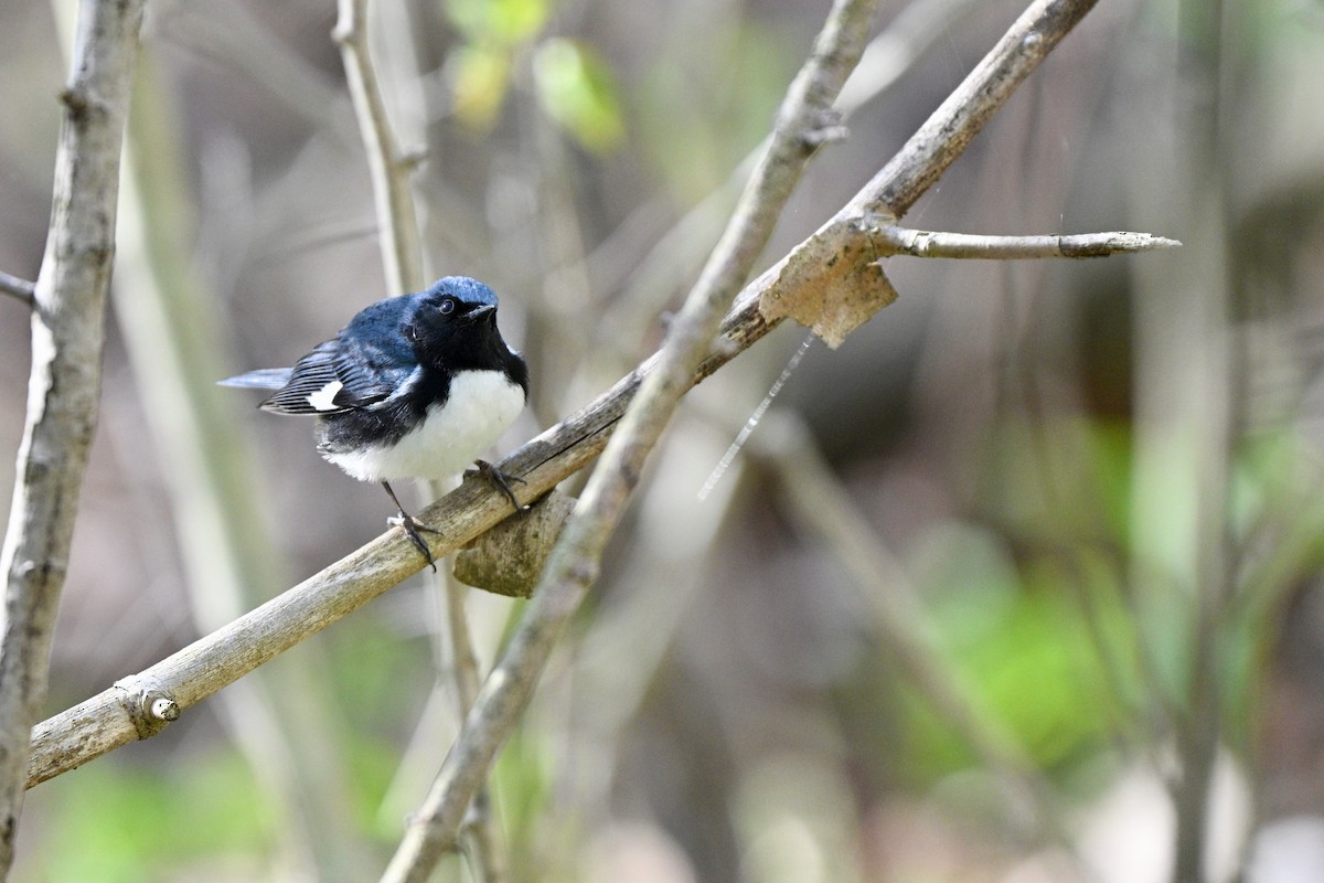 Black-throated Blue Warbler - ML645059321