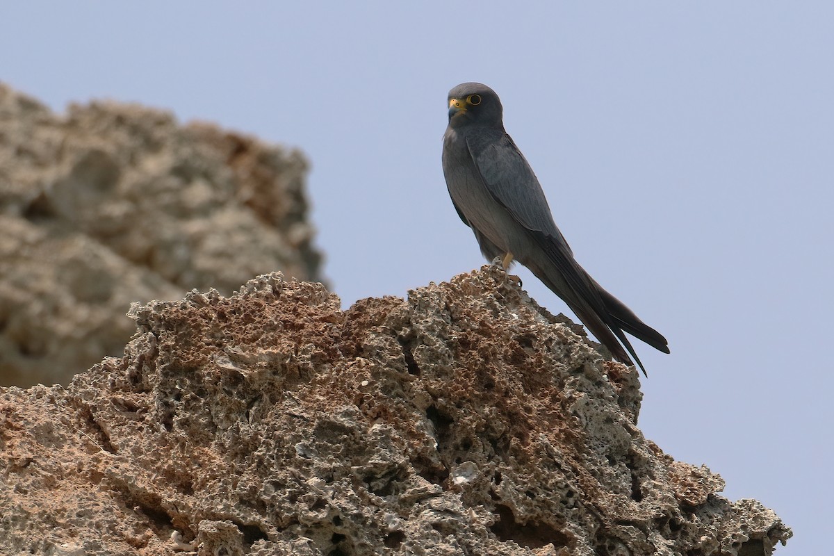 Sooty Falcon - ML645059326