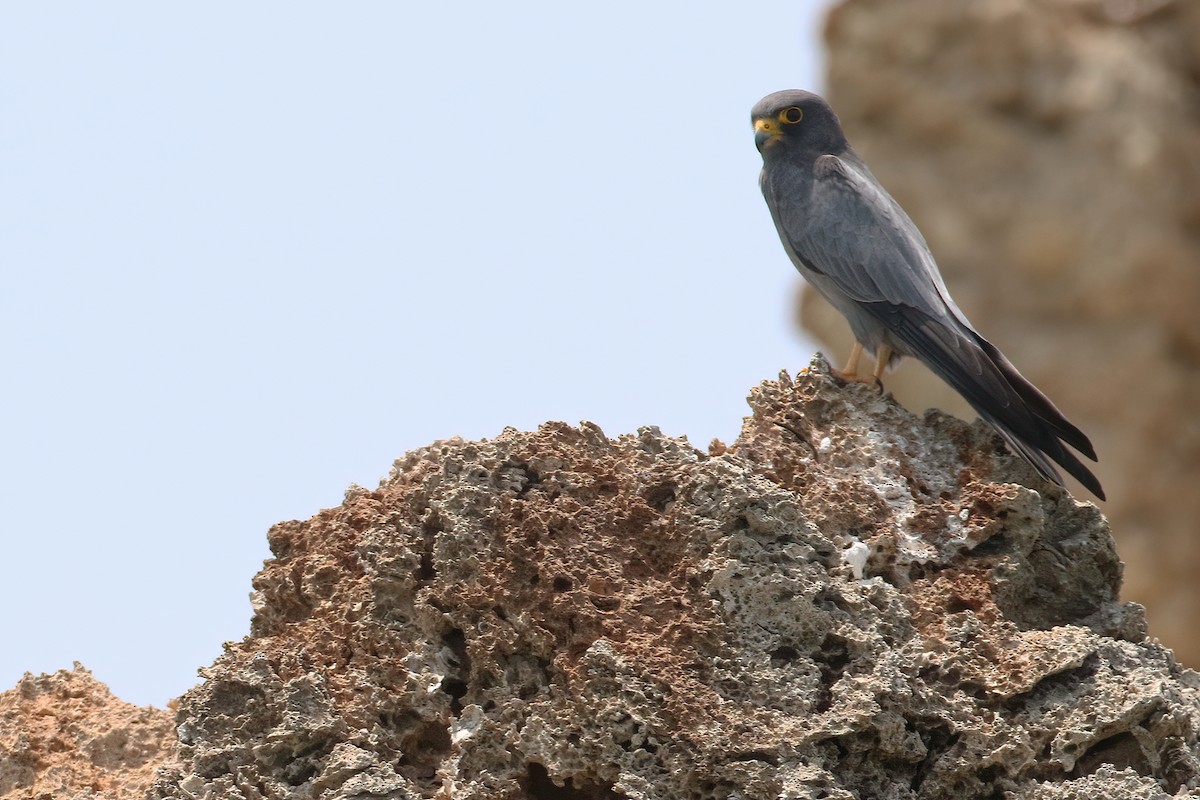 Sooty Falcon - ML645059328