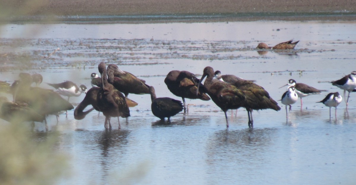 White-faced Ibis - ML645059330