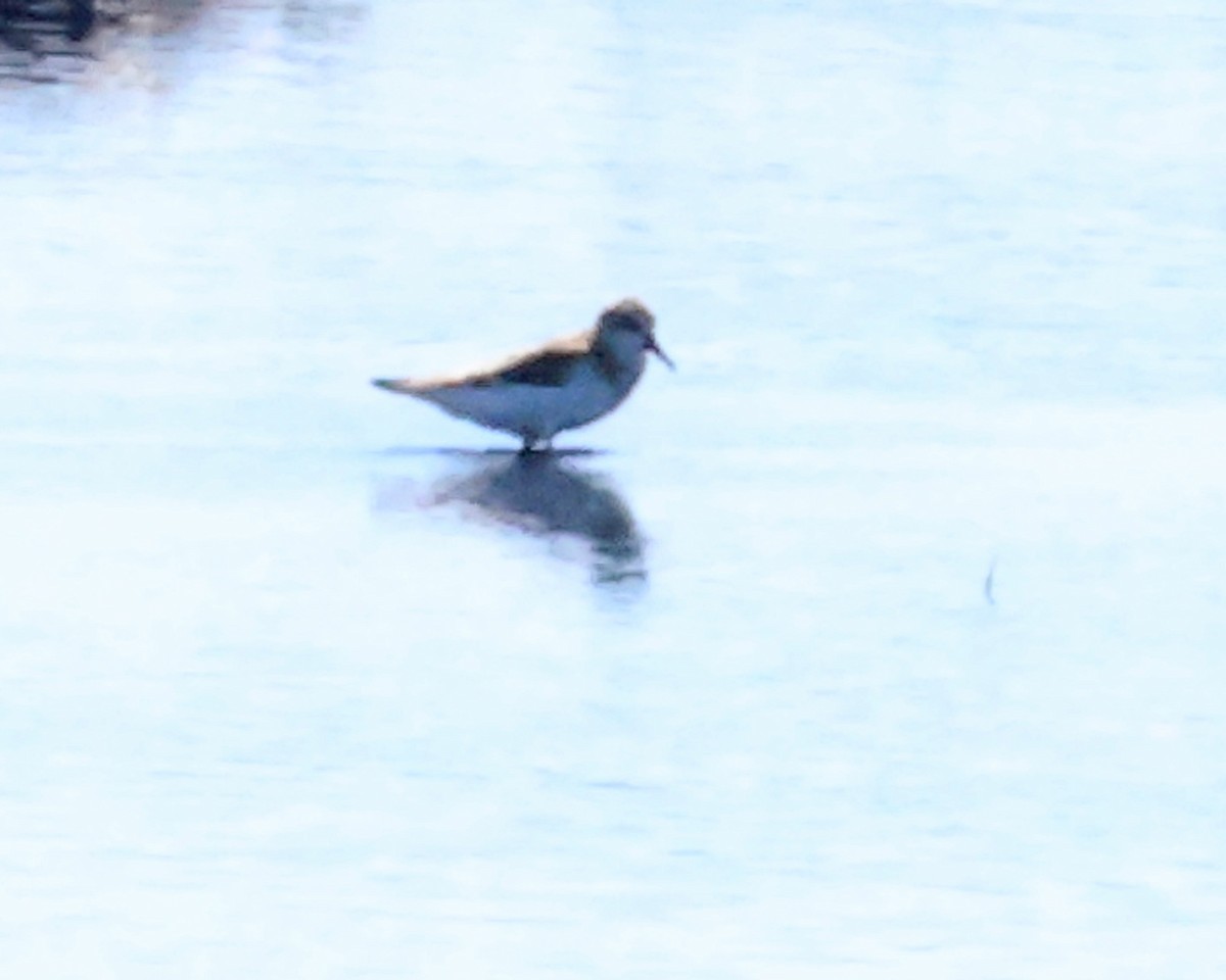 Semipalmated Sandpiper - ML645059375