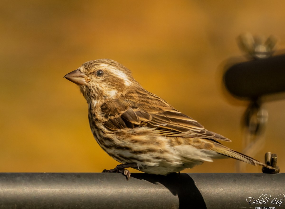 Purple Finch - ML645059378