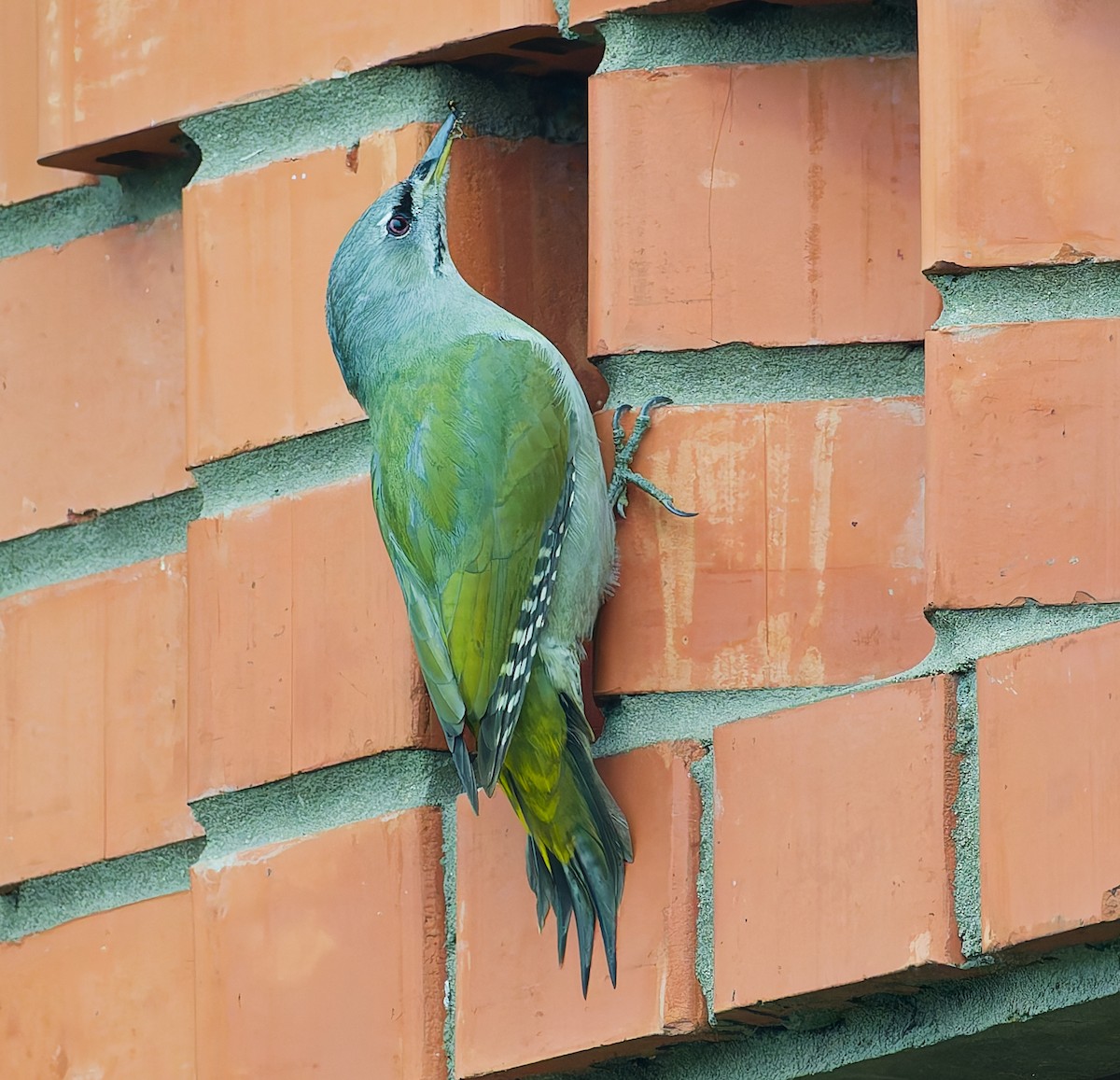 Pic cendré - ML645059387