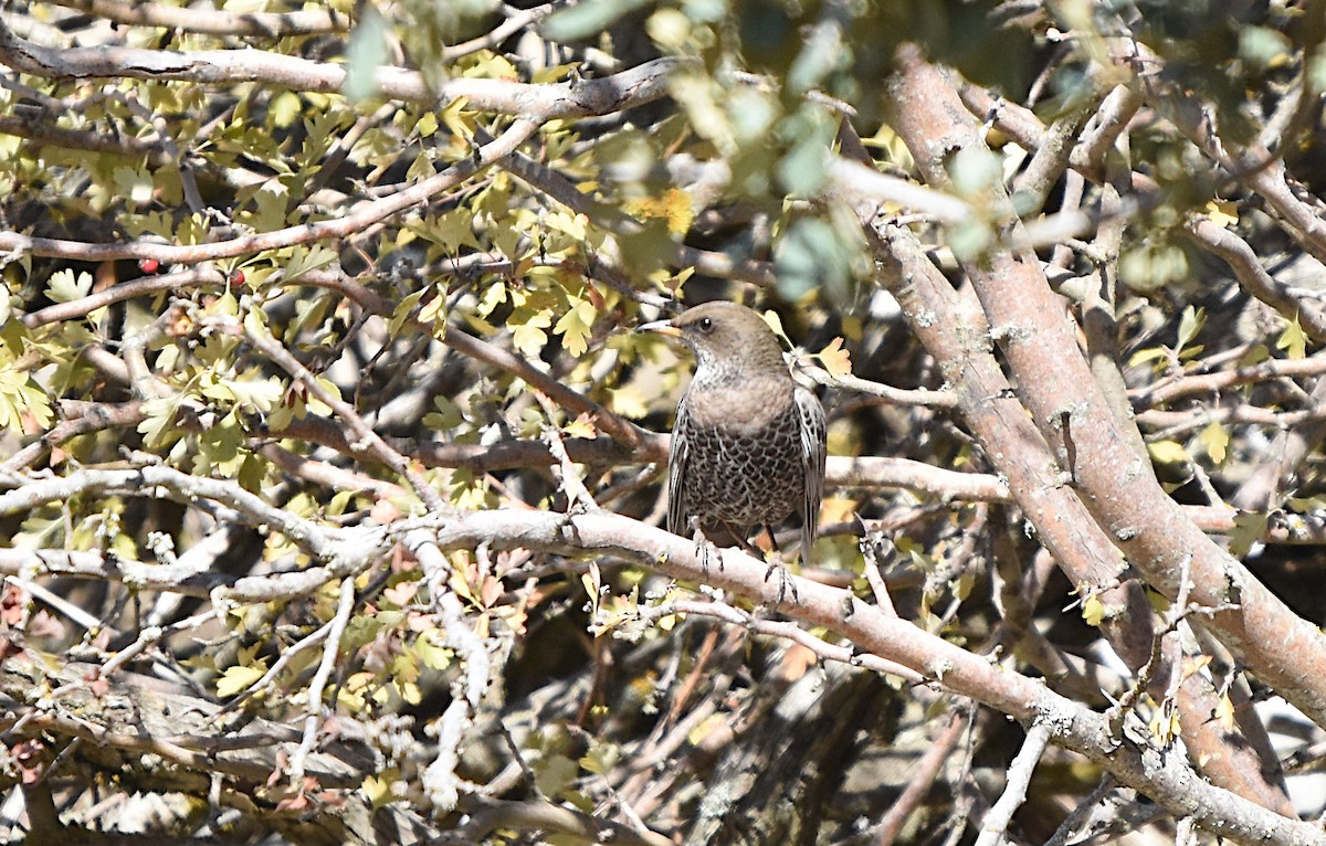 Merle à plastron (alpestris) - ML645059409