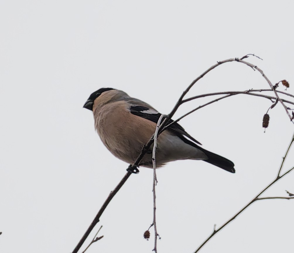 Bouvreuil pivoine - ML645059410