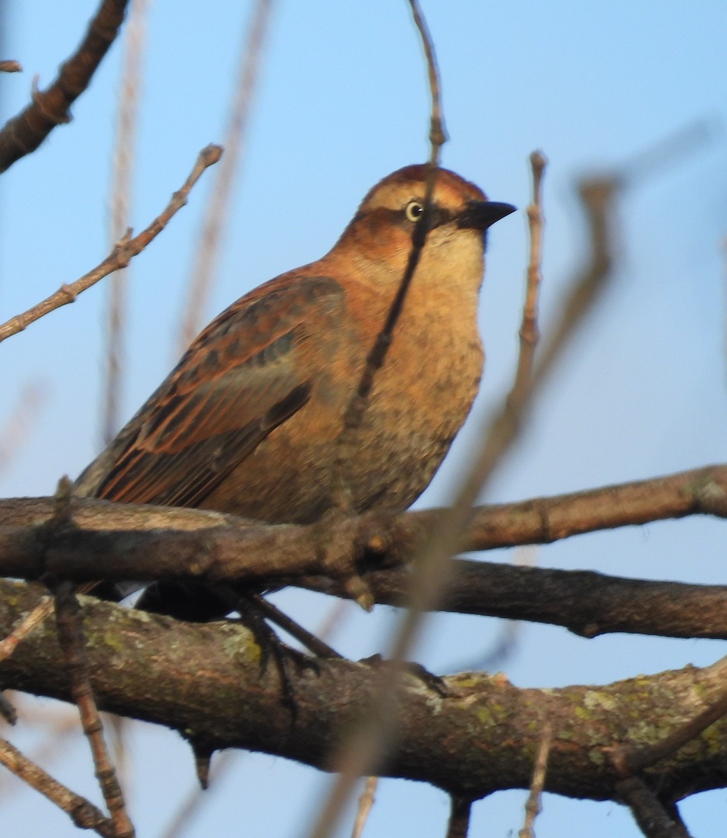Quiscale rouilleux - ML645059411
