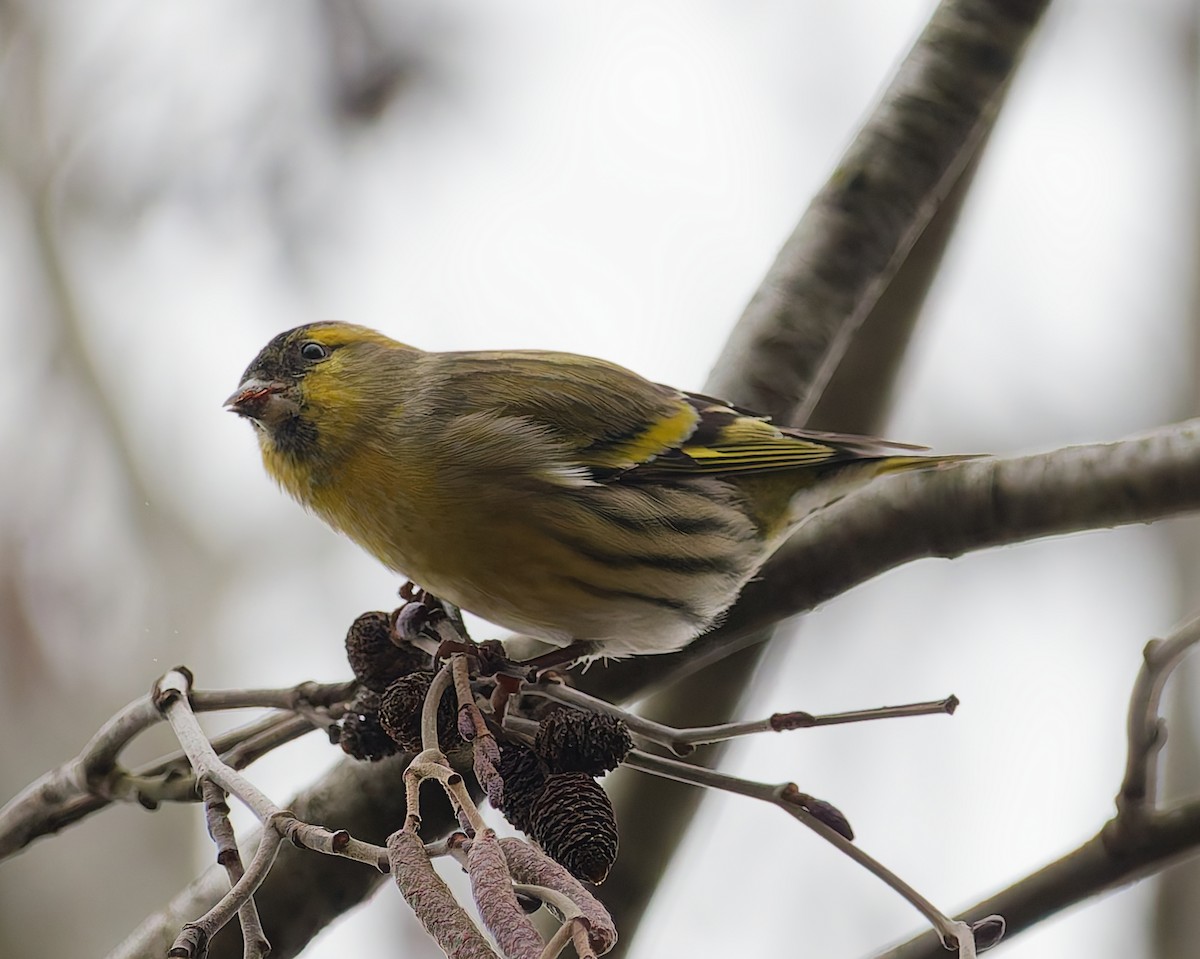 Tarin des aulnes - ML645059412