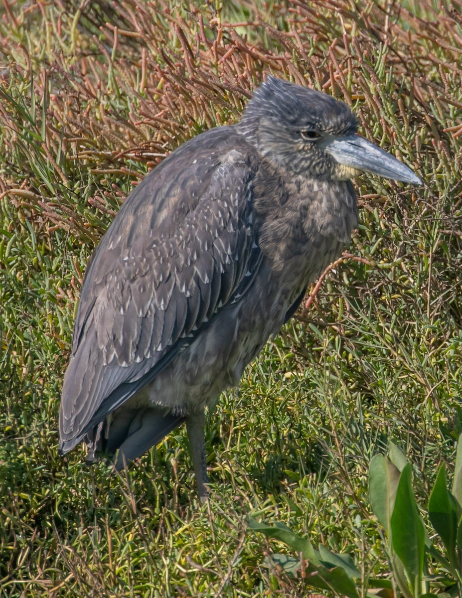 Bihoreau violacé - ML645059413