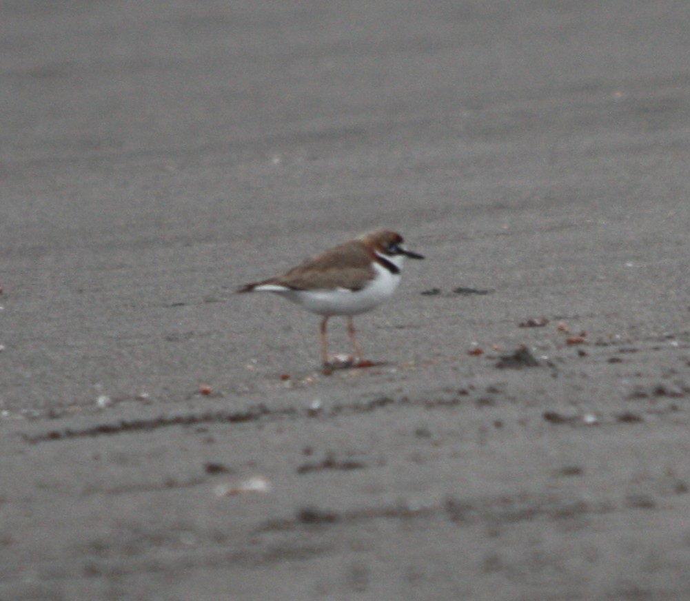 Pluvier d'Azara - ML645059414