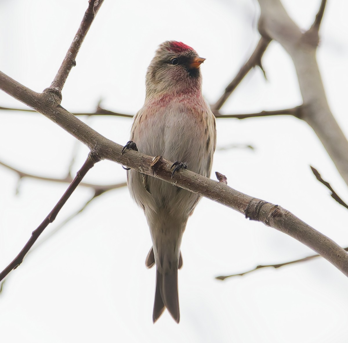 Sizerin flammé - ML645059416