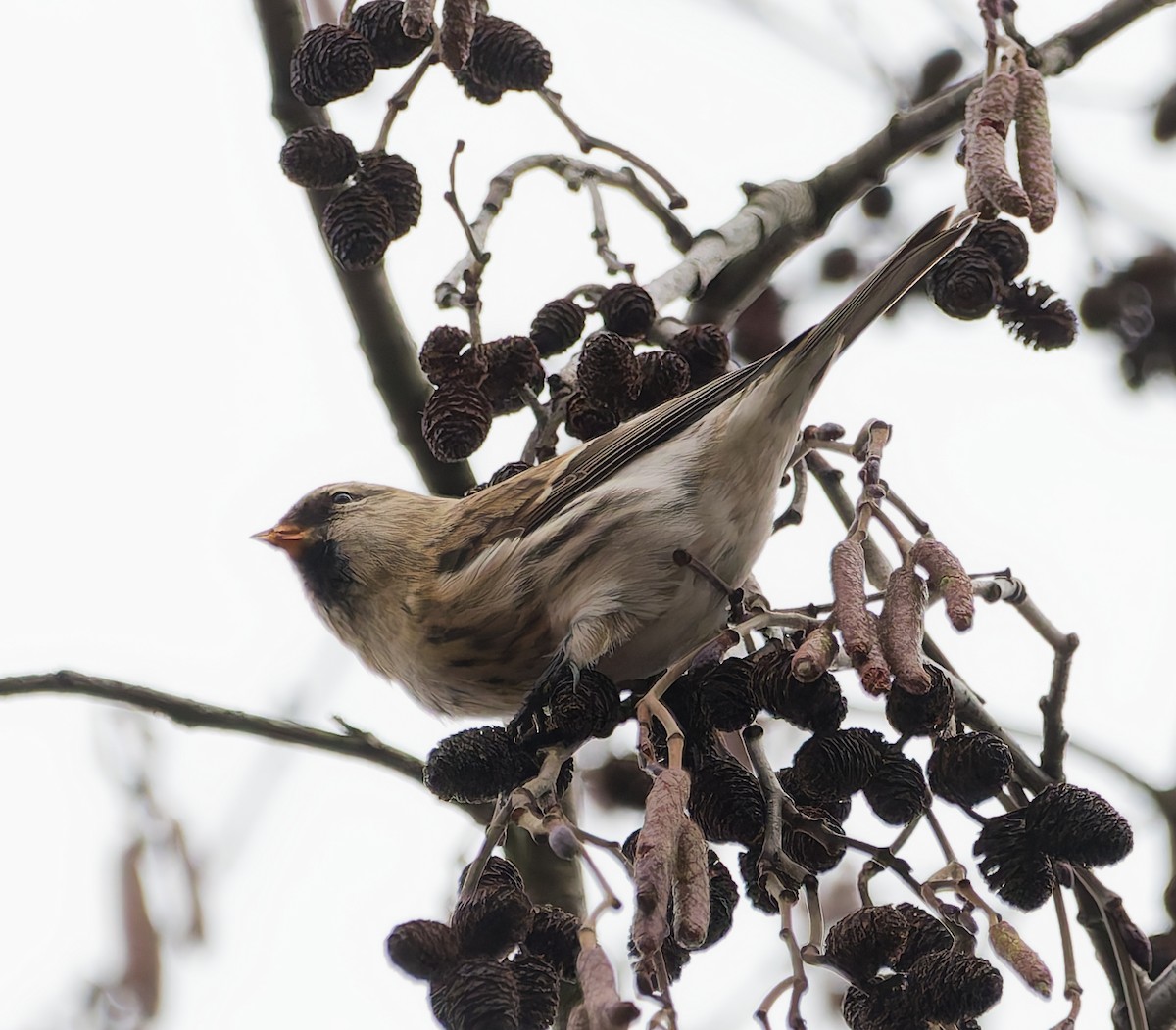 Sizerin flammé - ML645059418