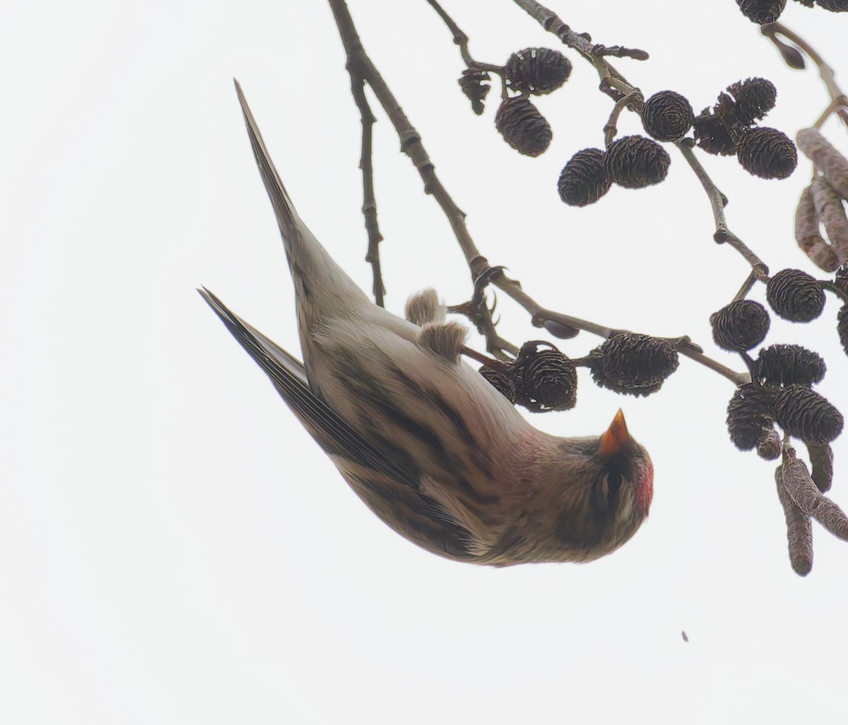 Sizerin flammé - ML645059419