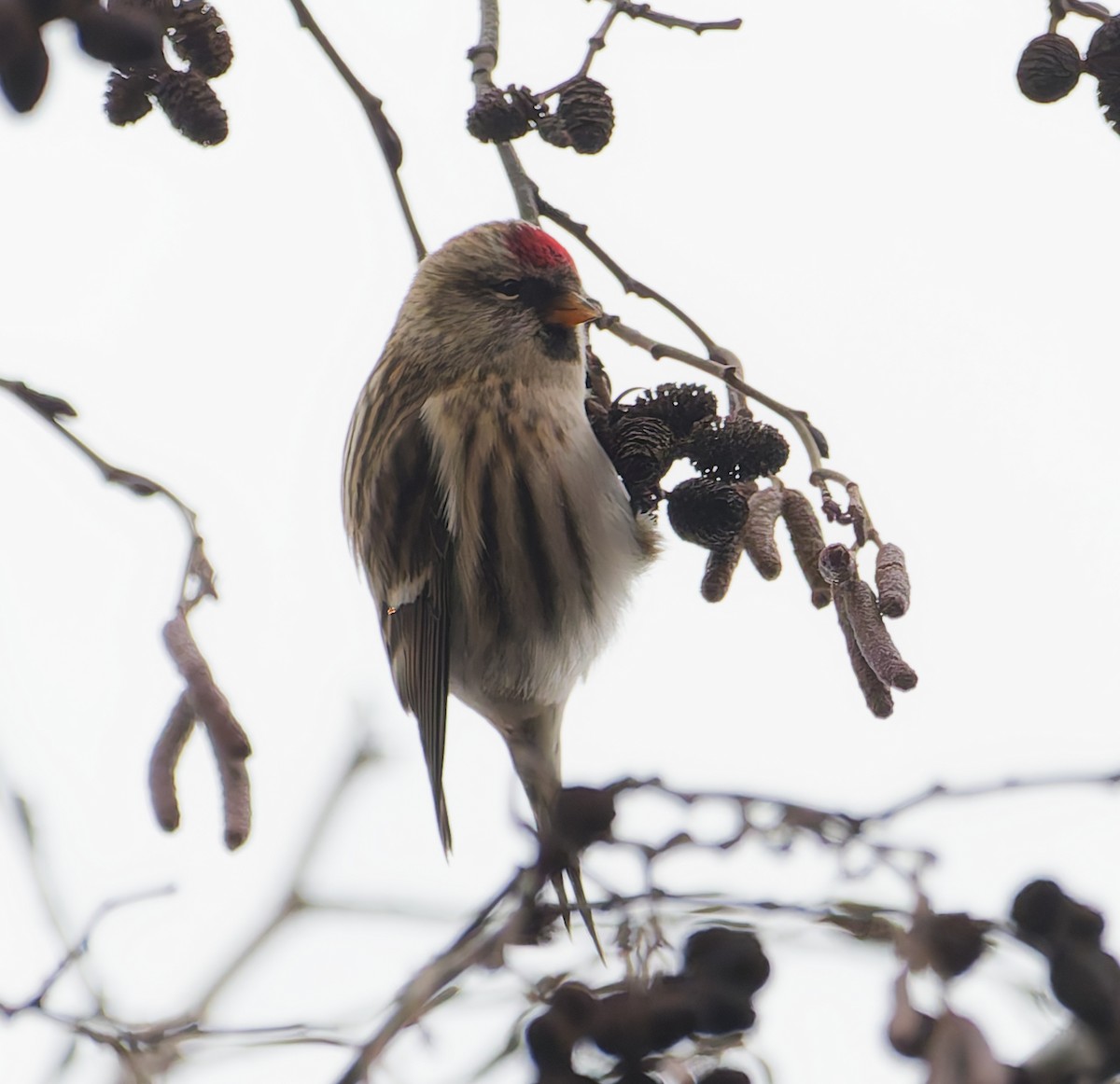 Sizerin flammé - ML645059420