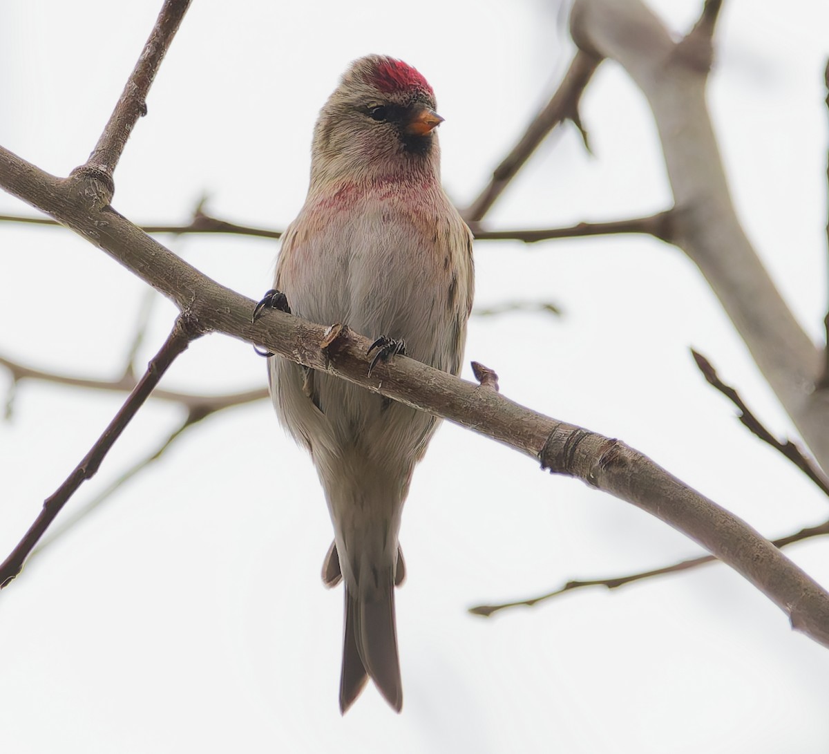 Sizerin flammé - ML645059421