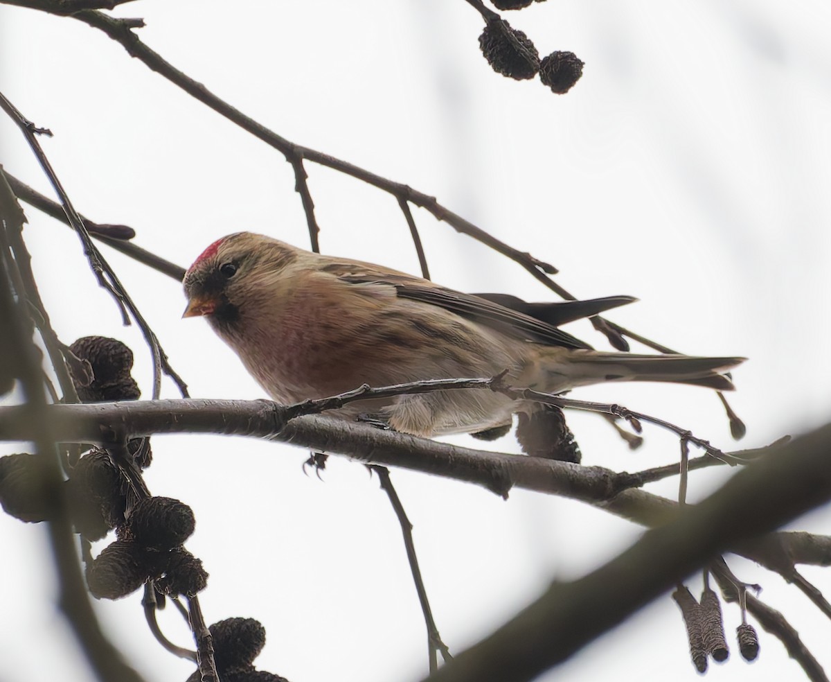 Sizerin flammé - ML645059422