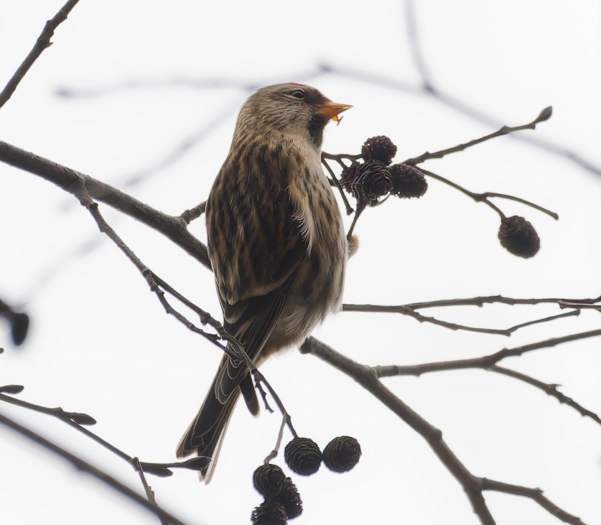 Sizerin flammé - ML645059423