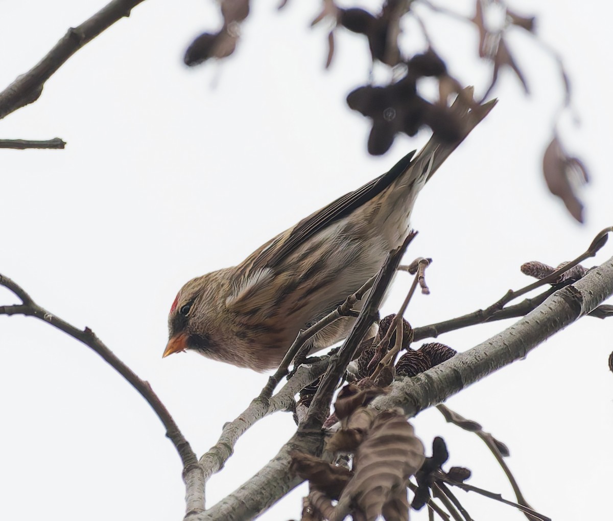 Sizerin flammé - ML645059425