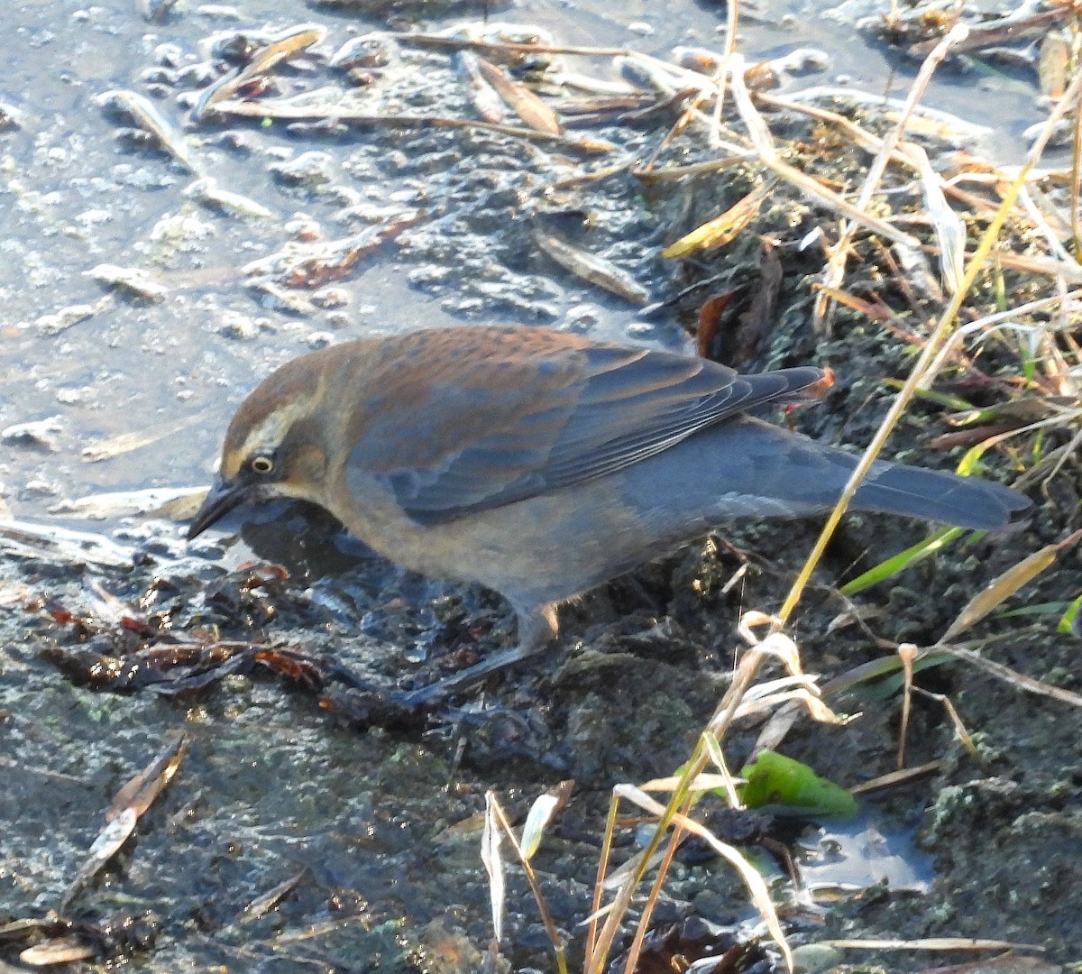 Quiscale rouilleux - ML645059427