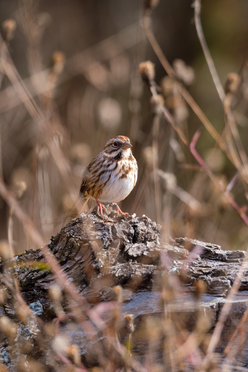 Bruant chanteur - ML645059428