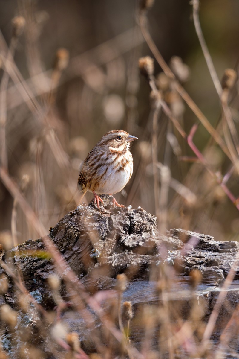 Bruant chanteur - ML645059429