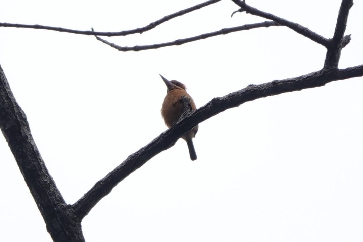 Martin-chasseur couronné - ML645059430