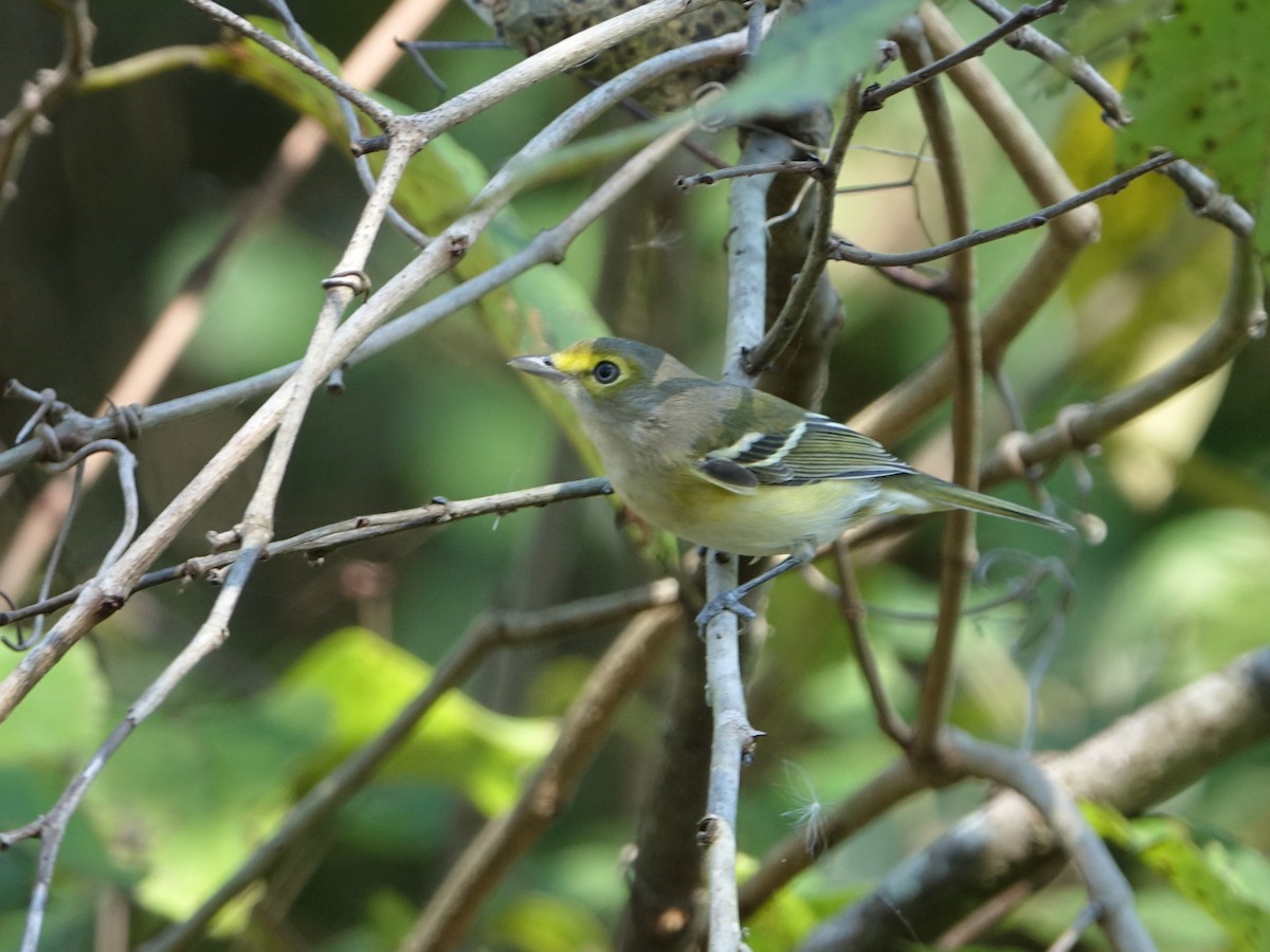 Viréo aux yeux blancs - ML645059432