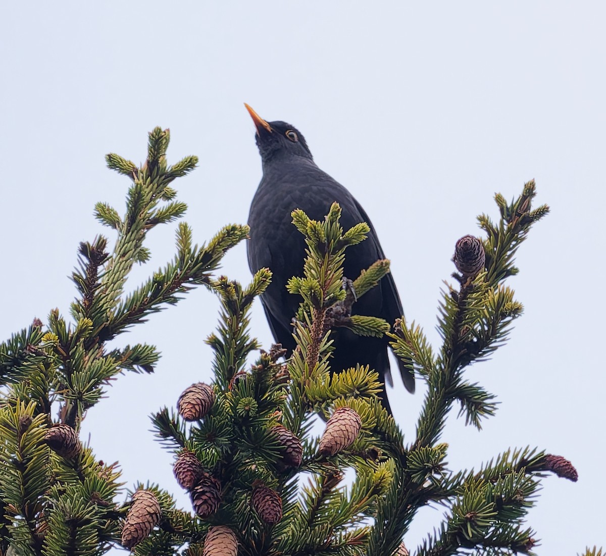 Merle noir - ML645059434