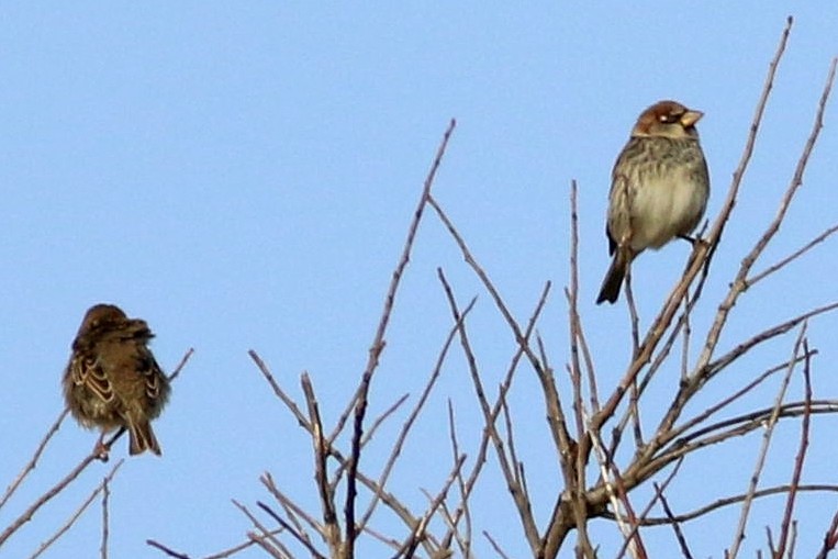 Moineau espagnol - ML645059435