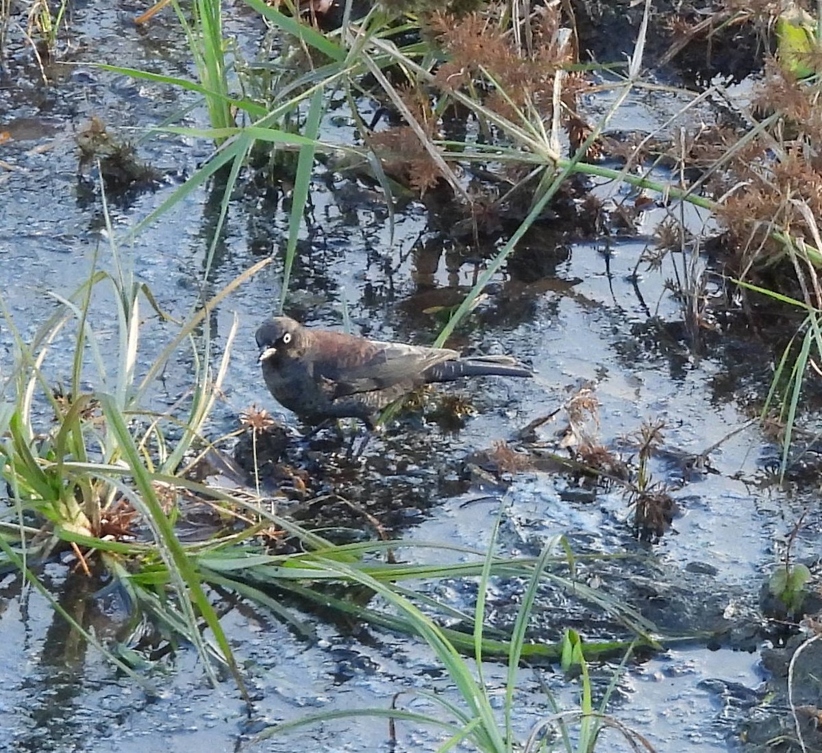 Quiscale rouilleux - ML645059437