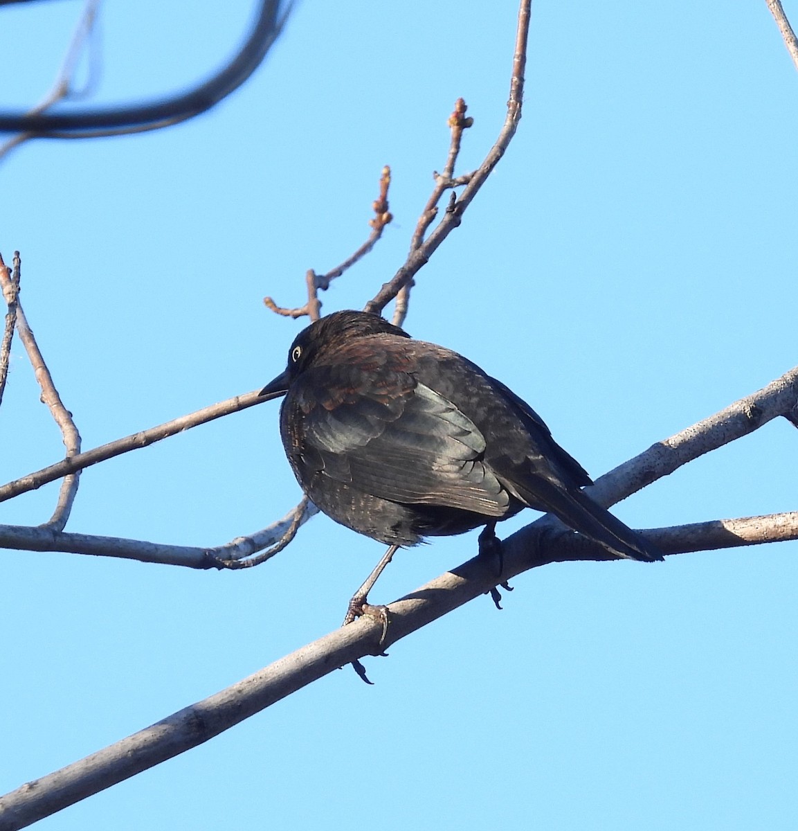 Quiscale rouilleux - ML645059439