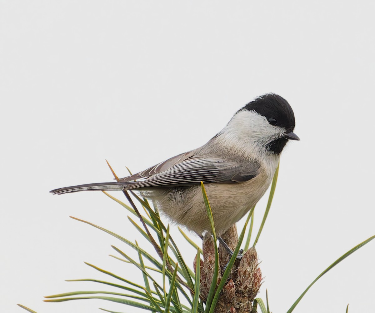 Пухляк - ML645059442